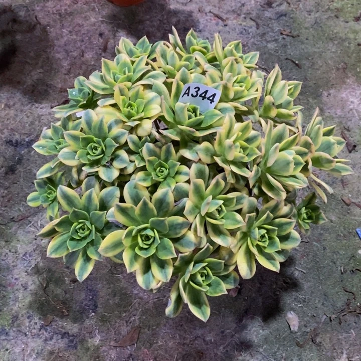 星爆多肉植物344