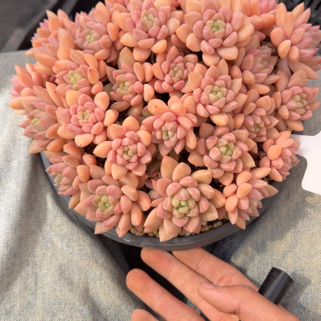 一物一拍精控粉冰玉21