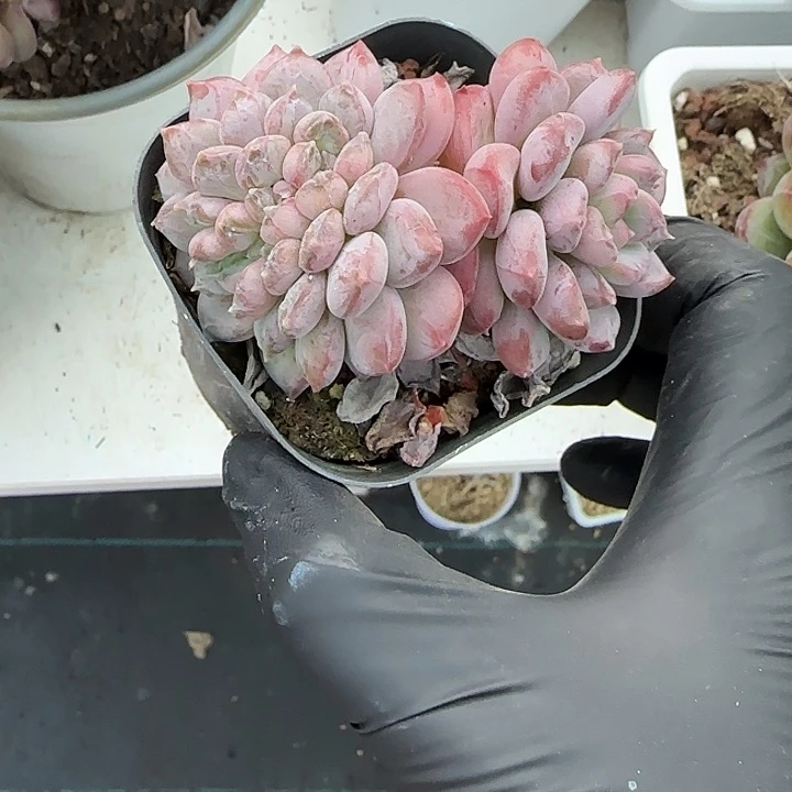 青蛙王子儿童牙膏套装11