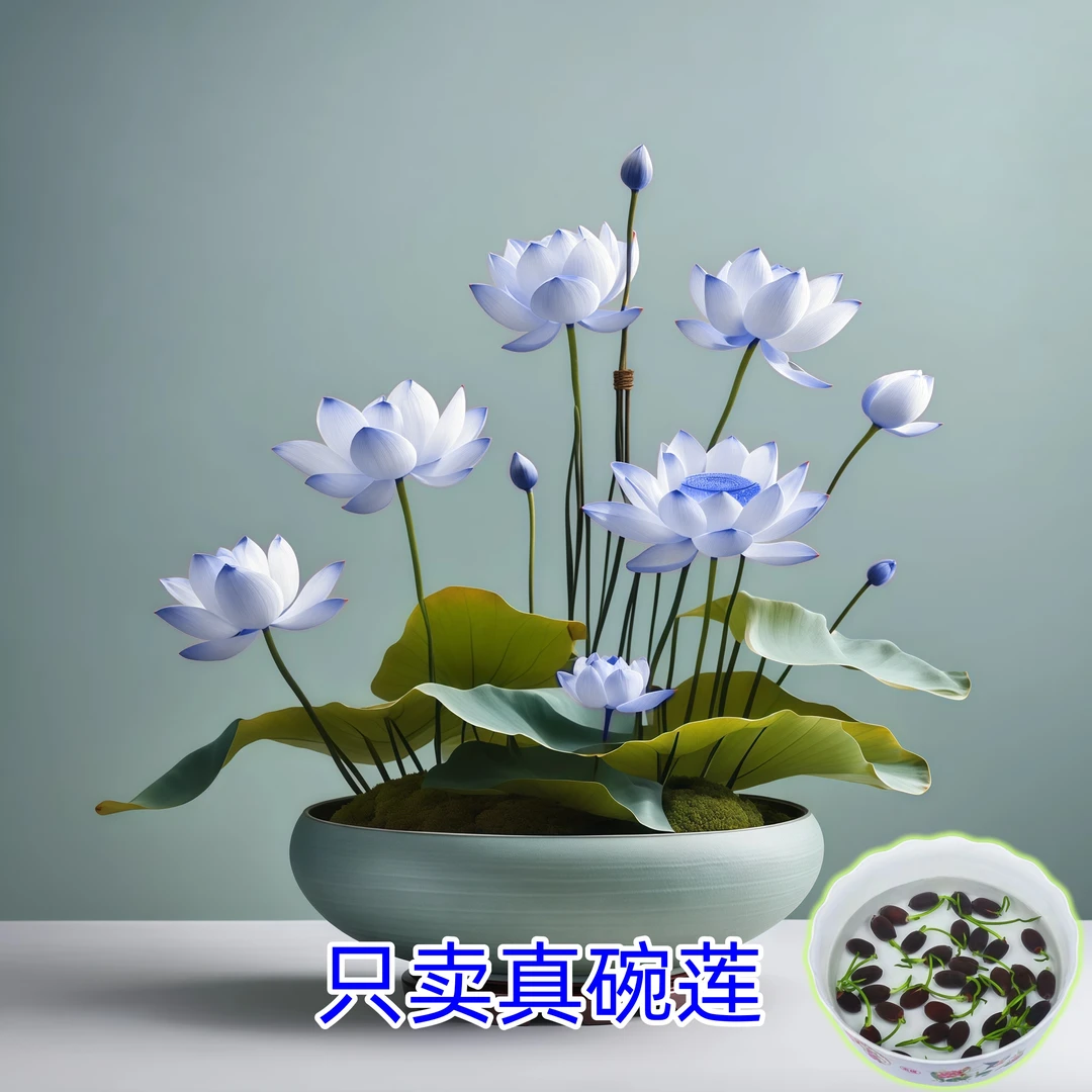 【水培开花】碗莲水养花卉易种品种四季开花种子荷花睡莲水培绿植