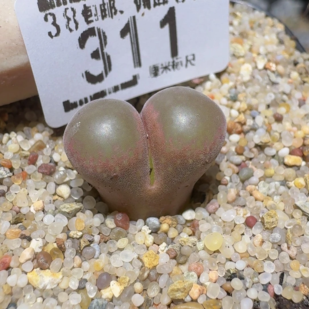 Zzzzz精品生石花311