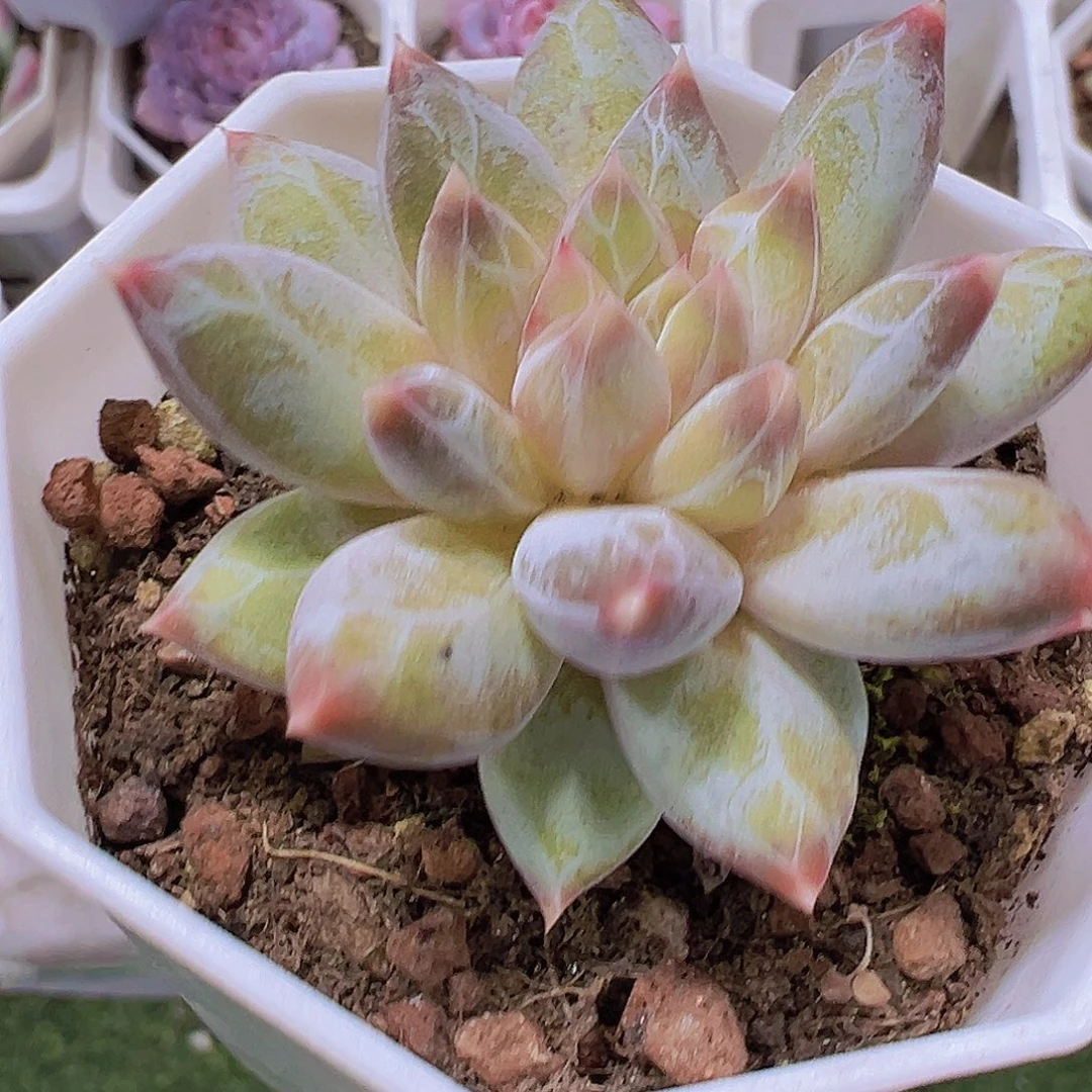 幻影美人单头19包邮多肉植物