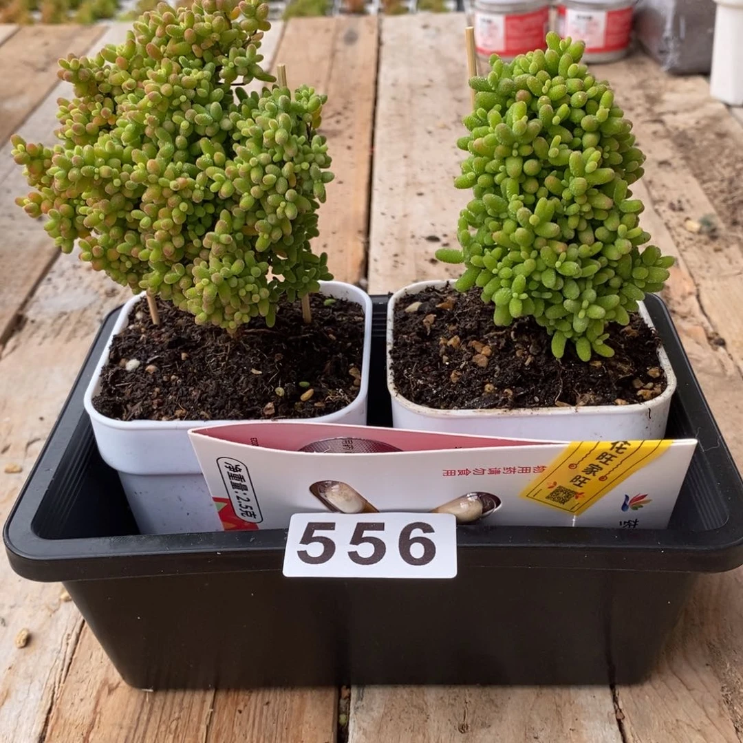 枝干番杏多肉植物556