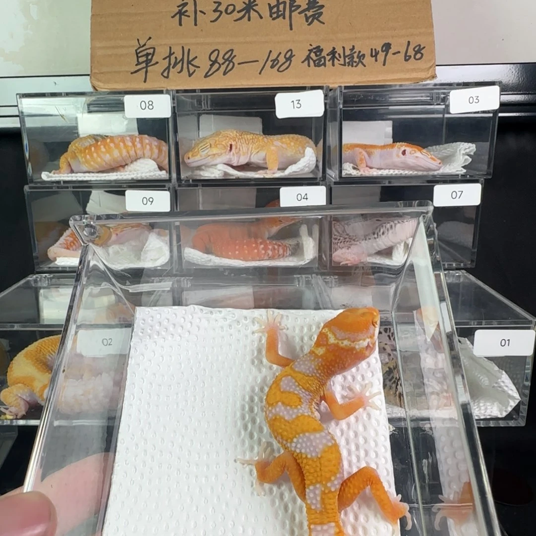 豹纹守宫暴龙弟弟