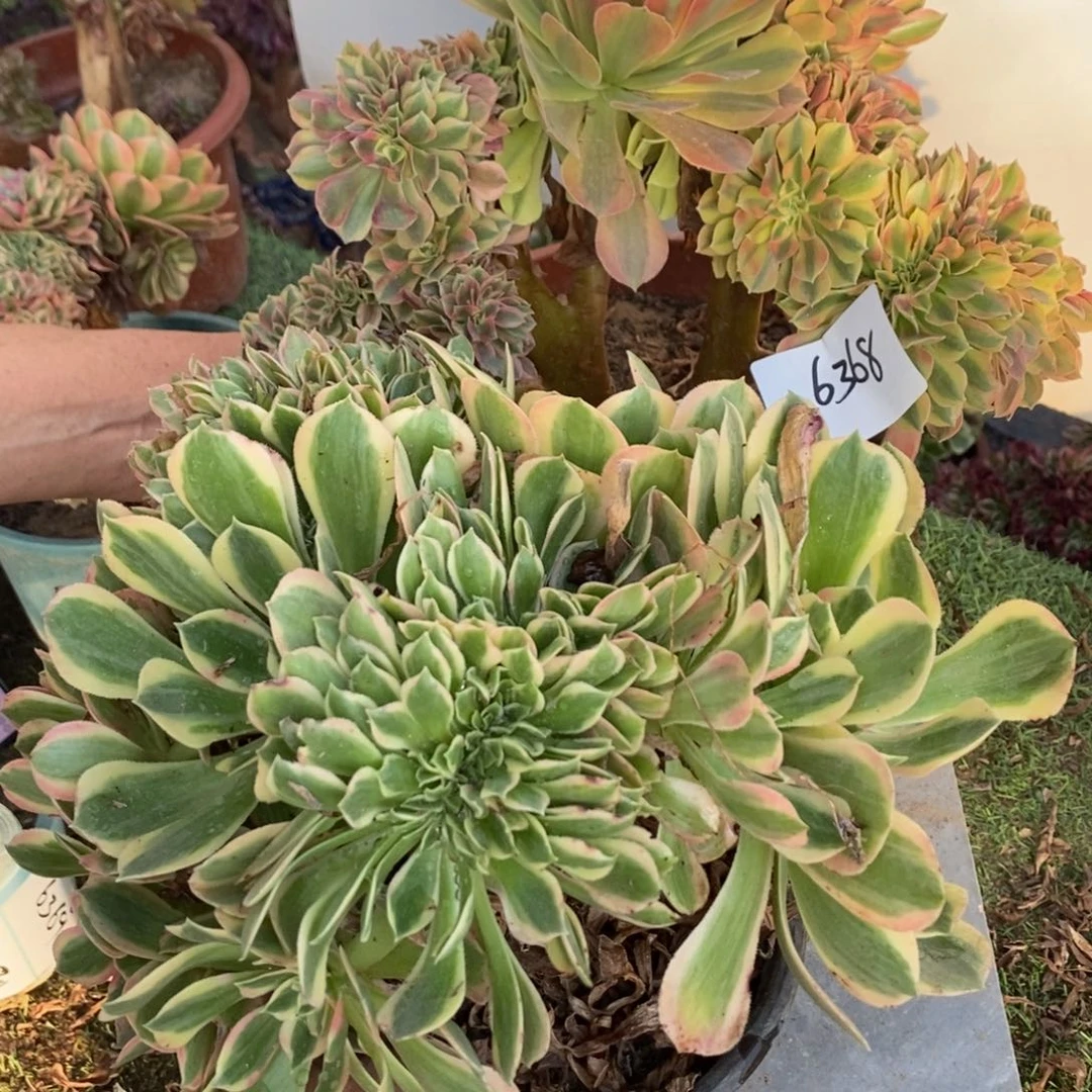 完全开放6368号梦幻七彩➕女神1颗