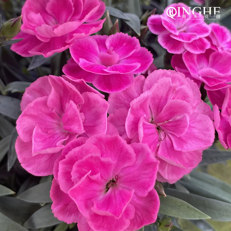 箐禾【康乃馨】加仑盆栽室外阳台庭院楼顶花卉