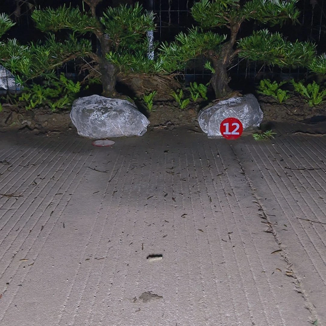 南***！完全开放罗汉松，基地发货