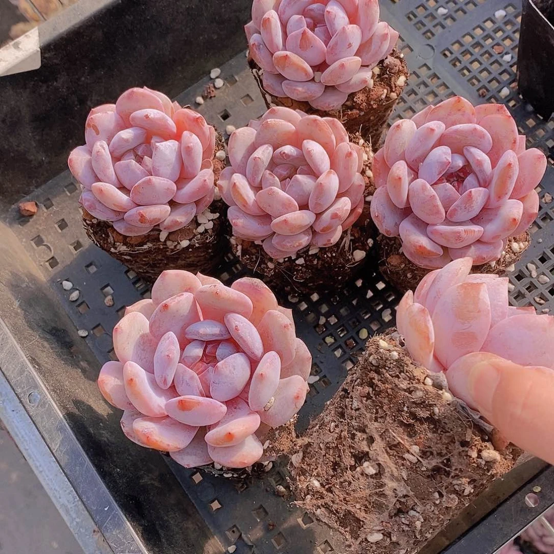 0119-4雪天使单头一颗脱土量拍