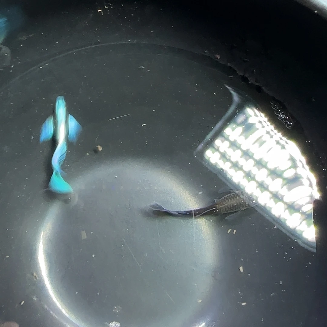 孔雀鱼亮背蓝礼服飞船一对