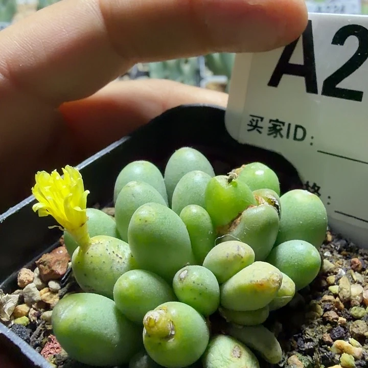 215。满28包邮肉锥