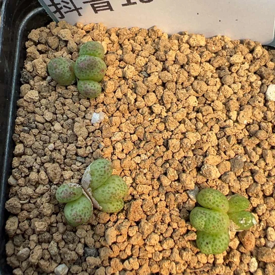 19-218斑马多肉植物，