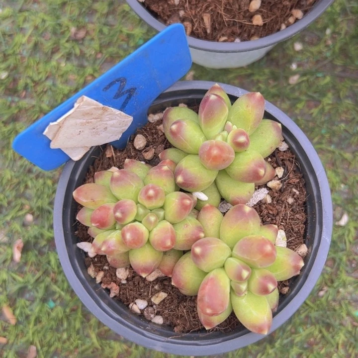 健健康康平平安安