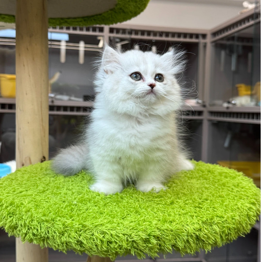 大嘴精品猫【银白拿破仑猫弟弟】