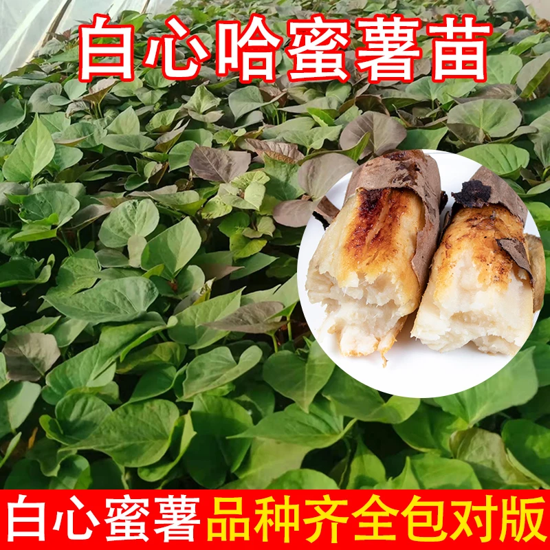 【白心哈蜜薯苗】地瓜秧苗薯苗番薯苗原种脱毒红薯秧苗