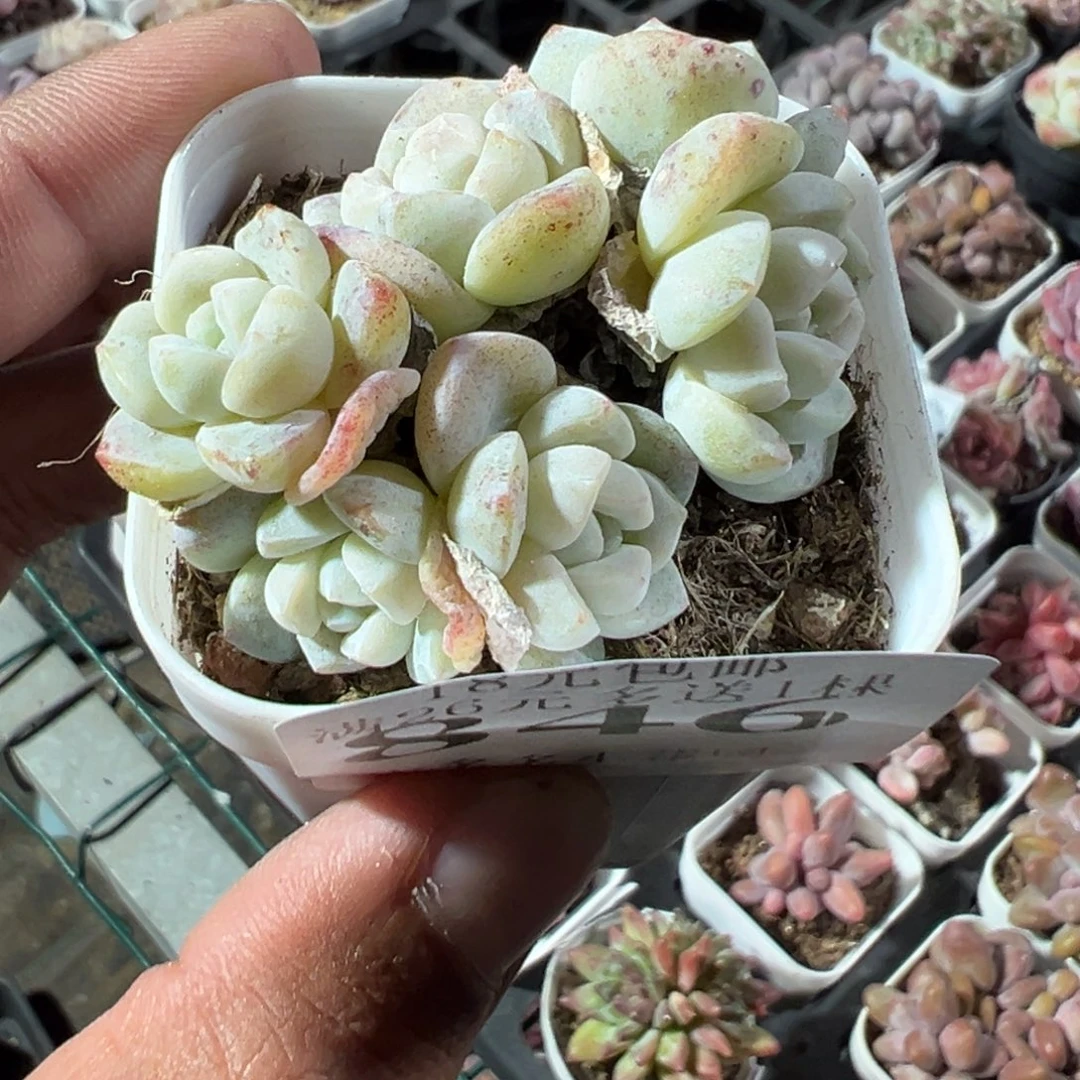846号六头雪媚娘一物一拍满18包邮