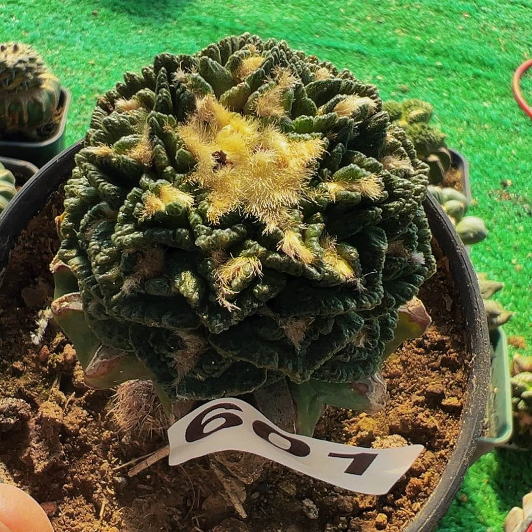 无花朵福利龟甲牡丹601