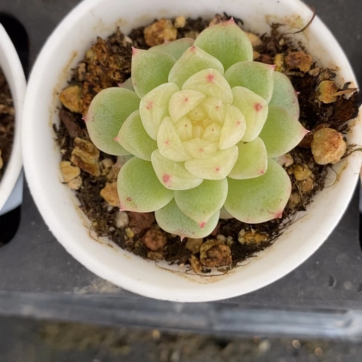 泼天 多肉多肉 12.16