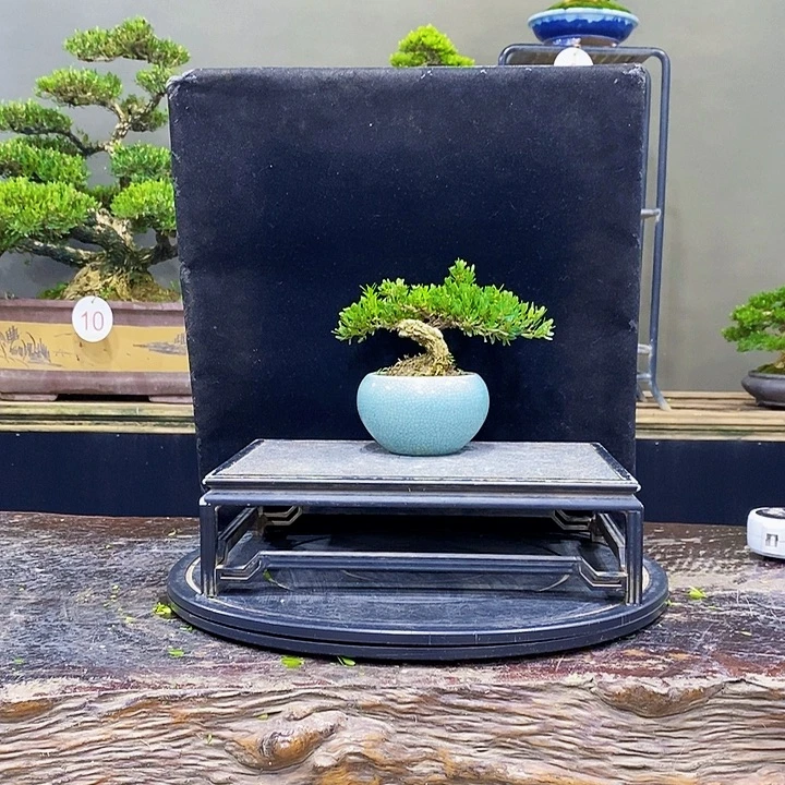 无花朵黄杨盆景四季常青
