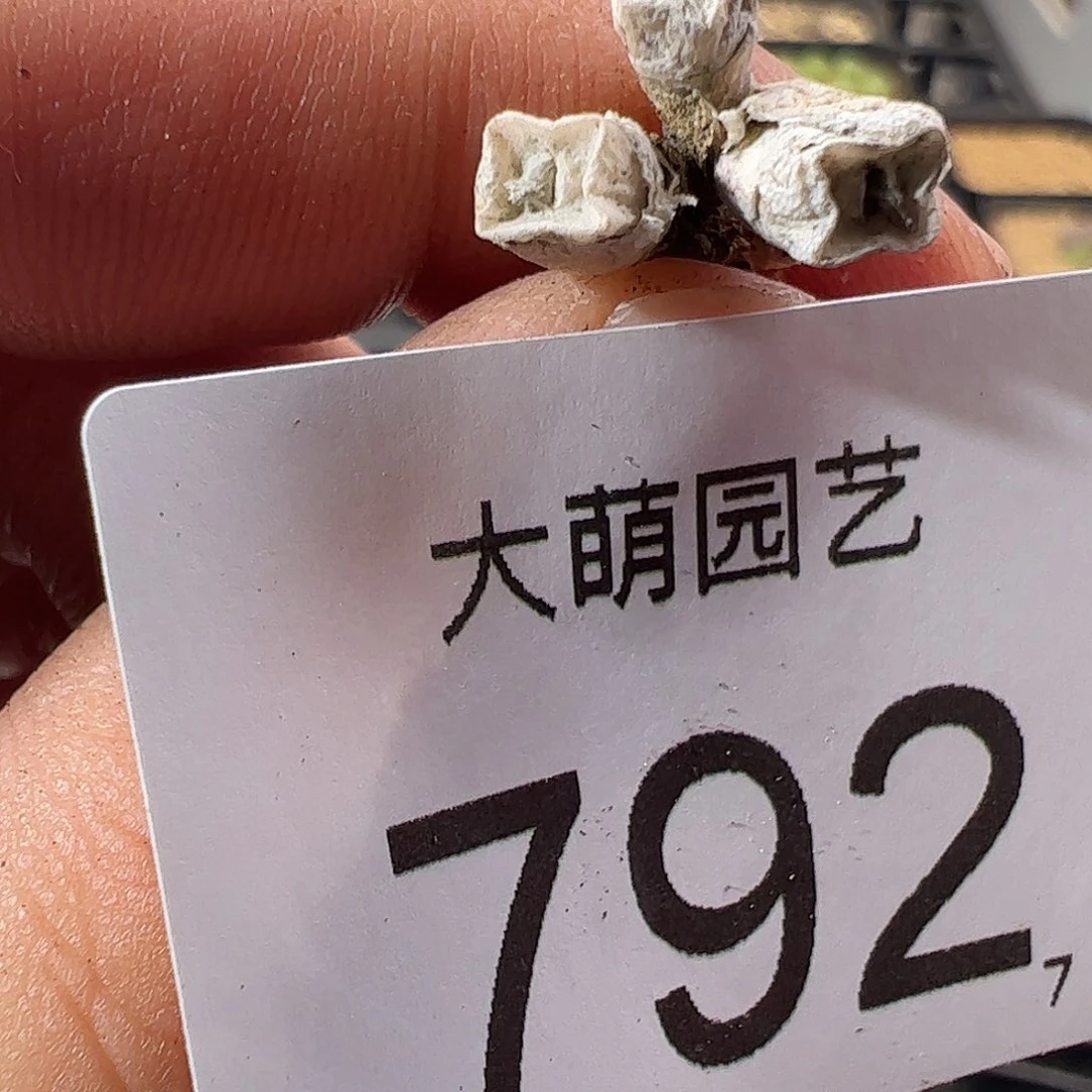 0000792 一物一拍母本方糖