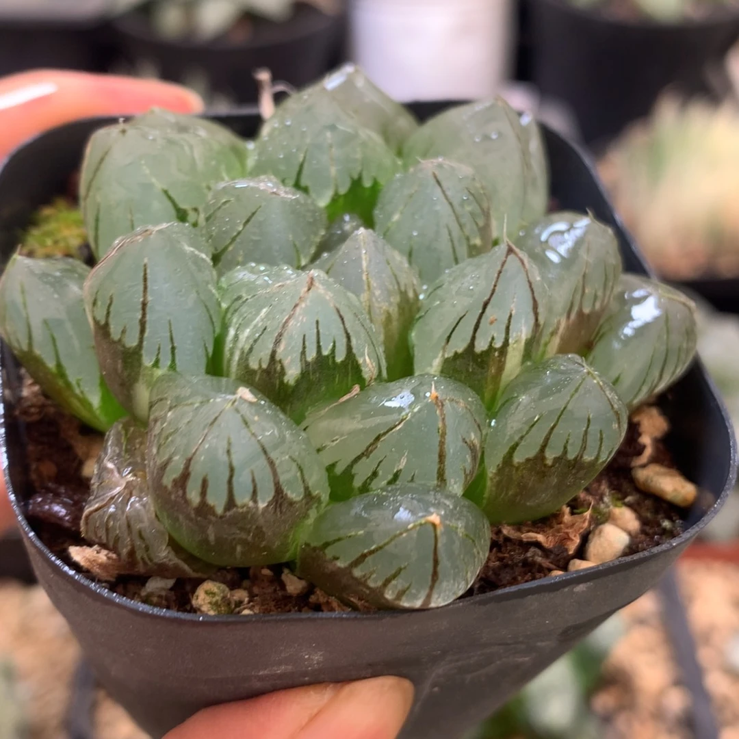 水晶玉露，带盆发货
