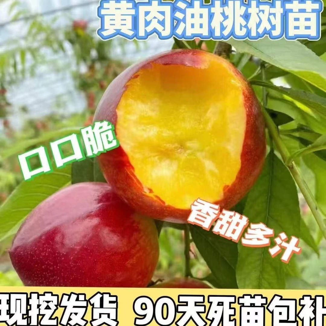嫁接新品种黄肉油桃树苗南方北方庭院易种植当年结果黄肉油桃树苗