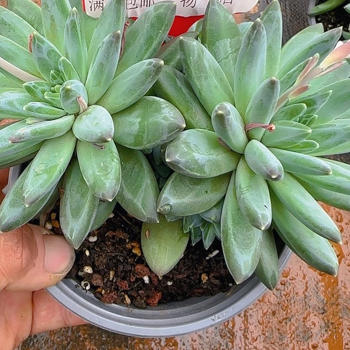多肉植物一物一拍168