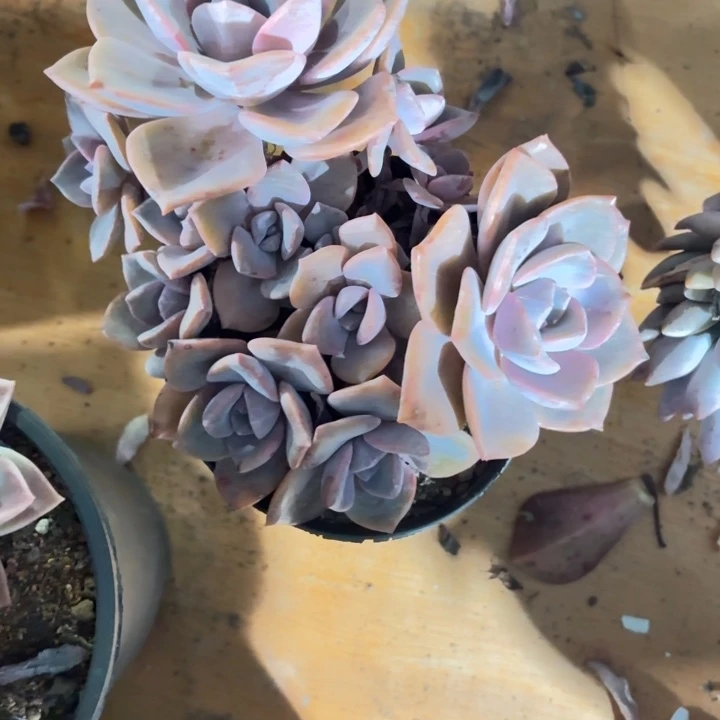 杨***敏多肉植物一物一拍