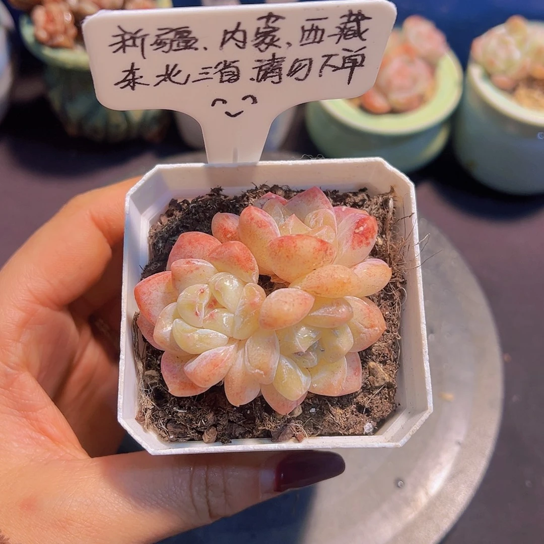 雪魄冰玉，带盆发货，