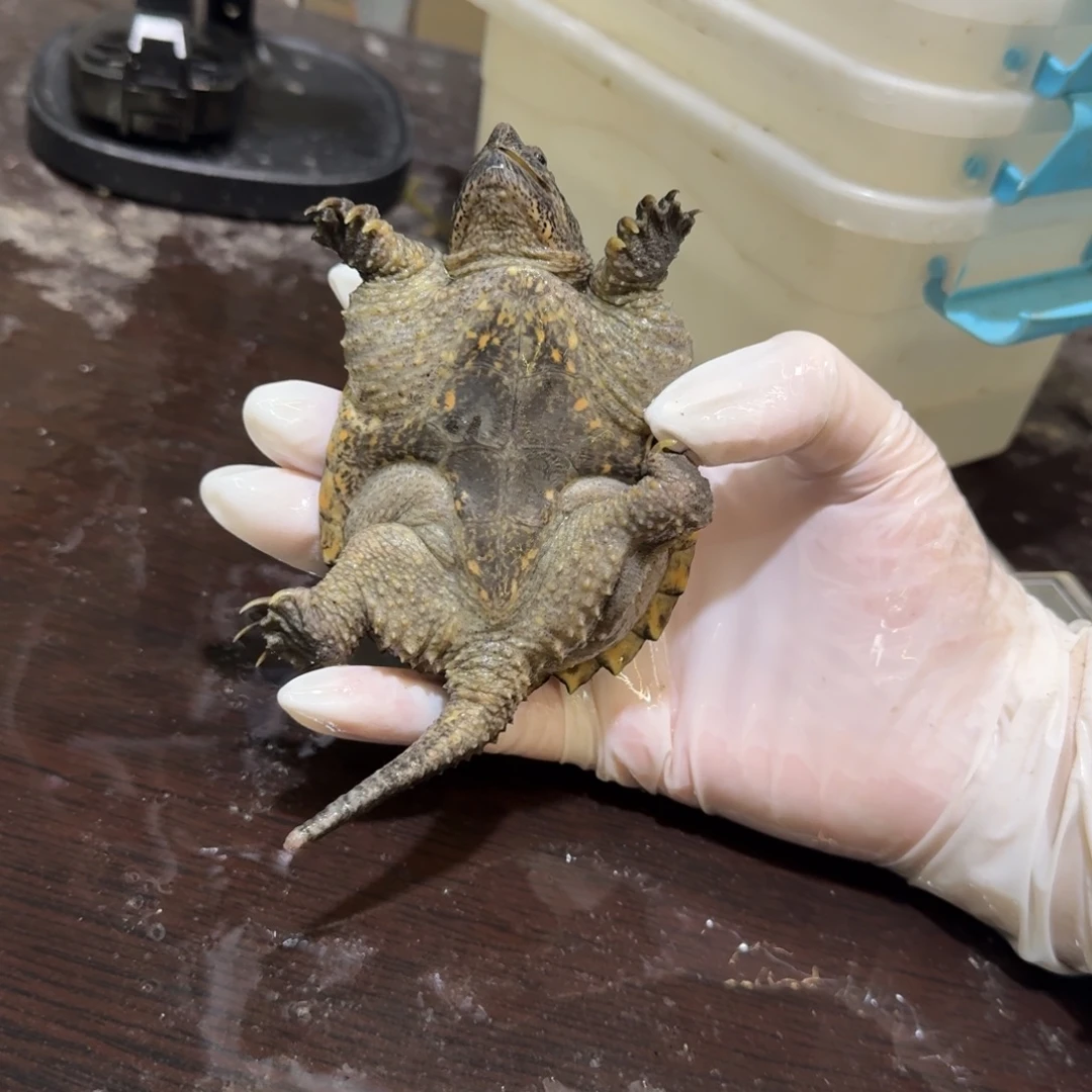 孩***爸公母搭配小鳄龟编号40，福利价瑕疵