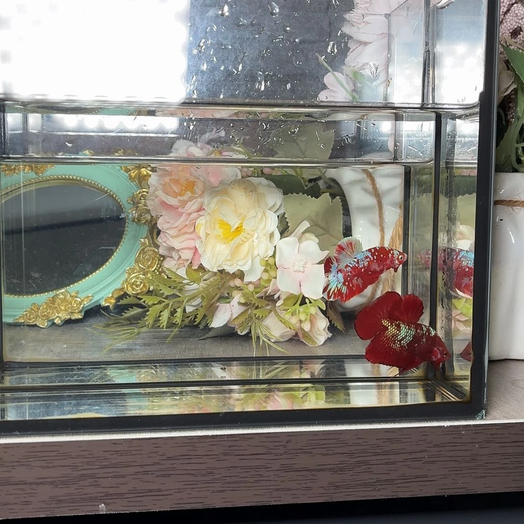 斗鱼彩金将军公鱼