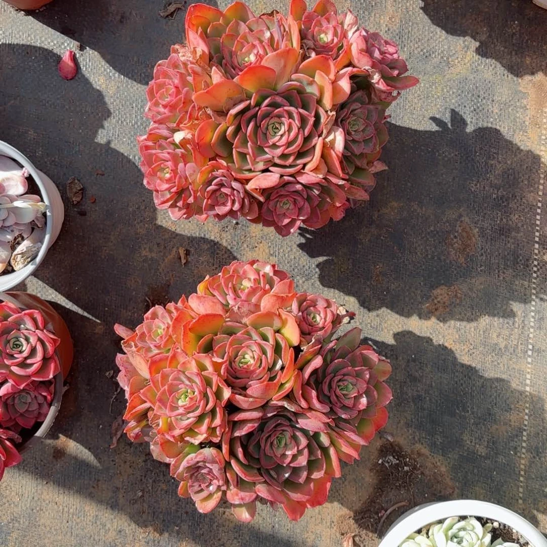 越****y高贵两颗18-3，18-4