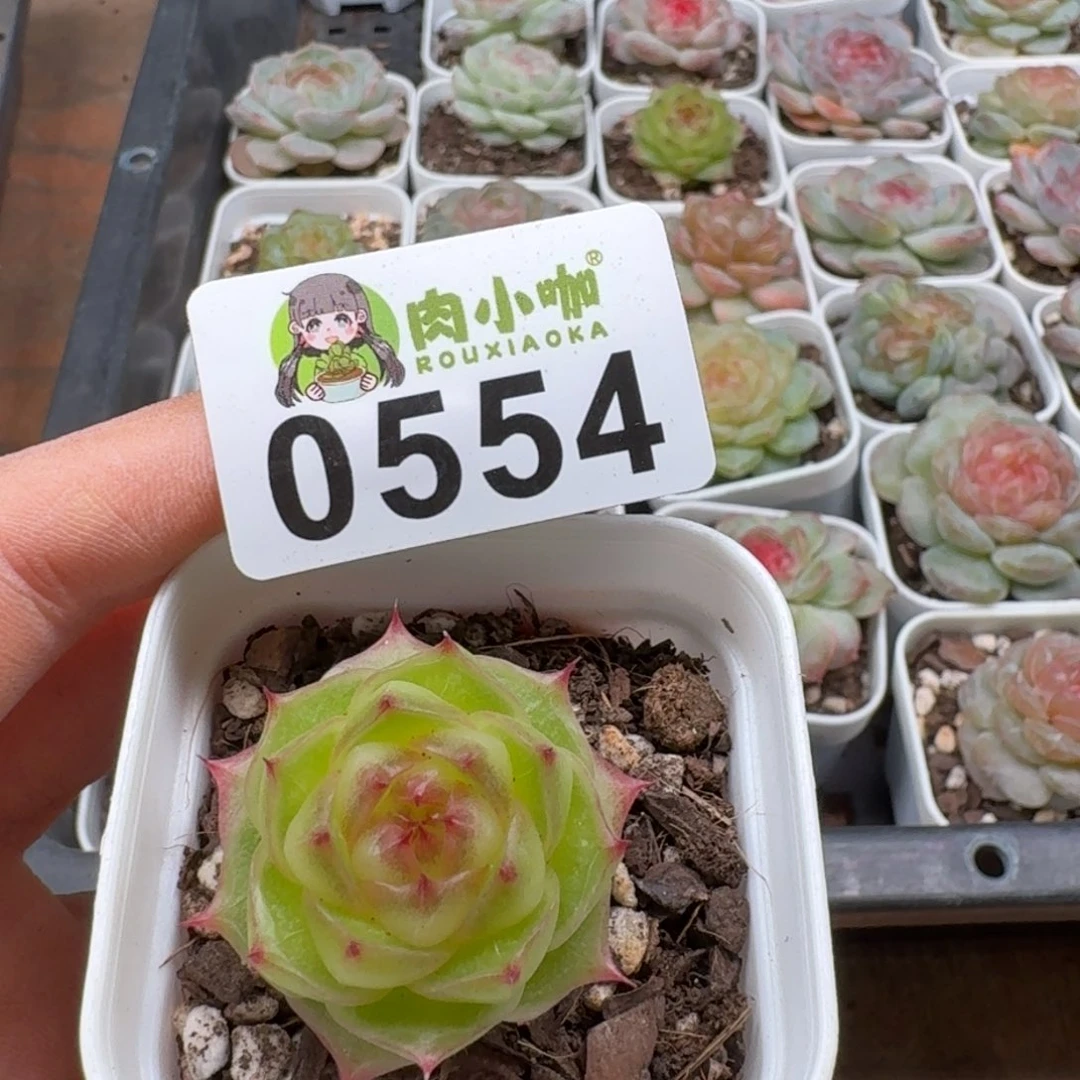 暖****多肉植物多肉植物