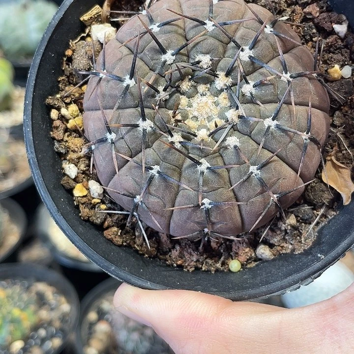 实生怪龙丸仙人球一颗