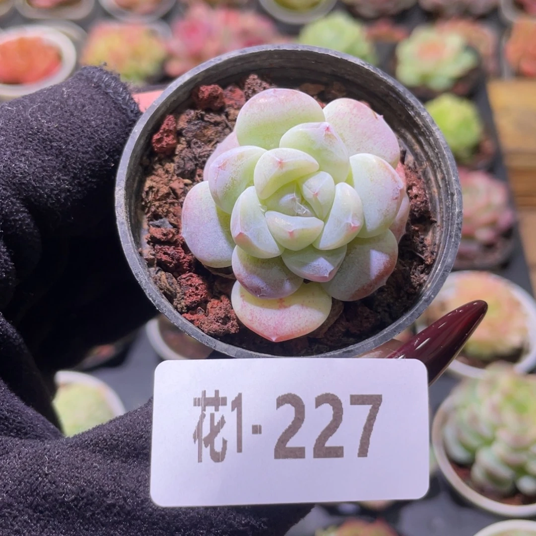 花利美1-227冰玉单头