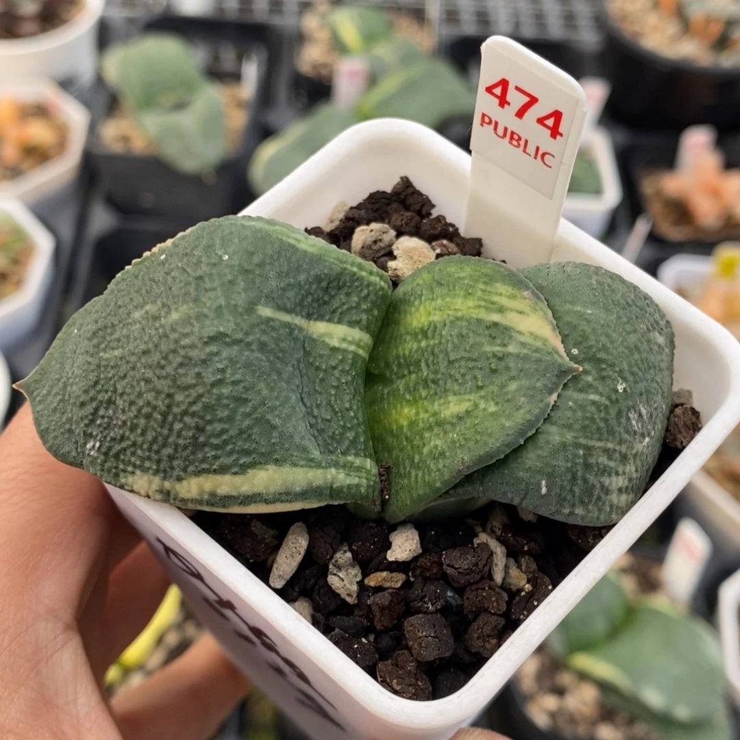 474号实生卧牛锦多肉植物