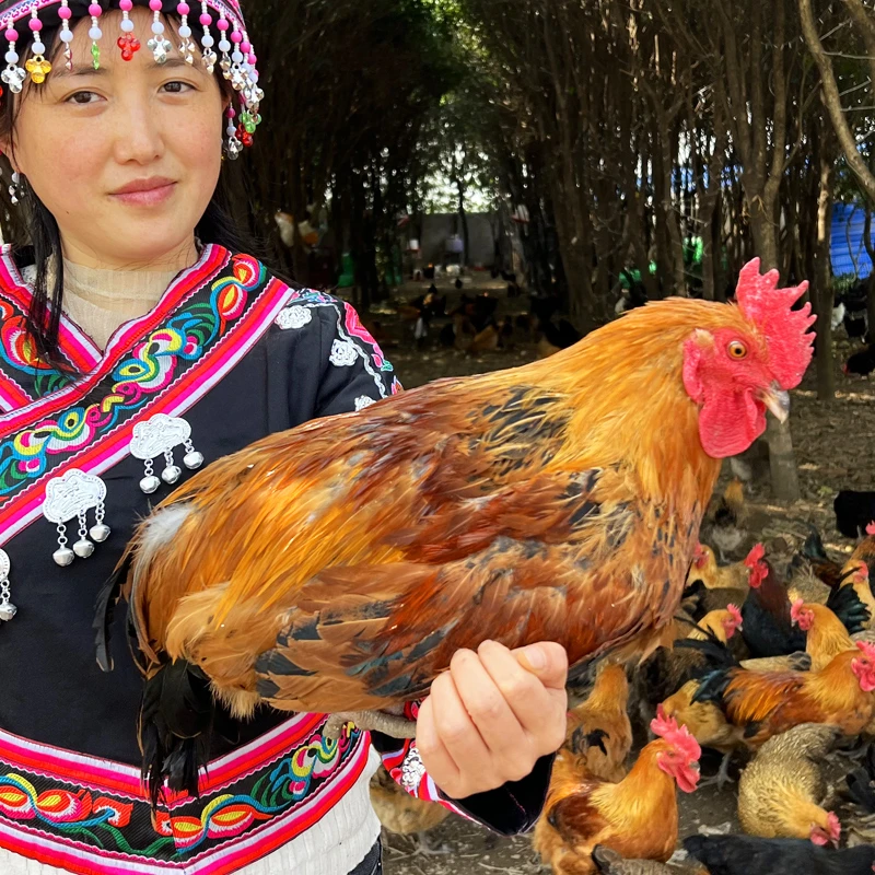 【红公鸡】湖南石门产地京东快递包邮