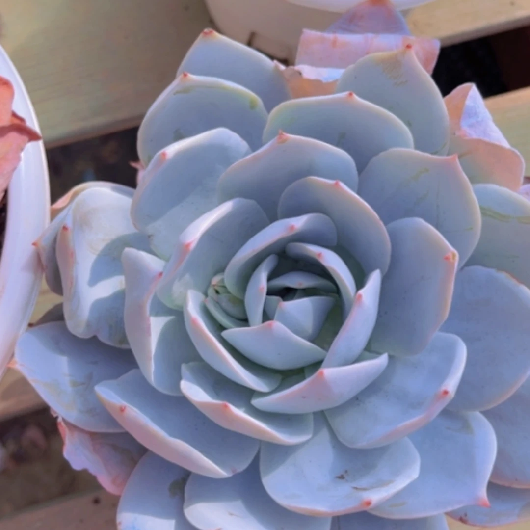 【闪购商品】白莲0567