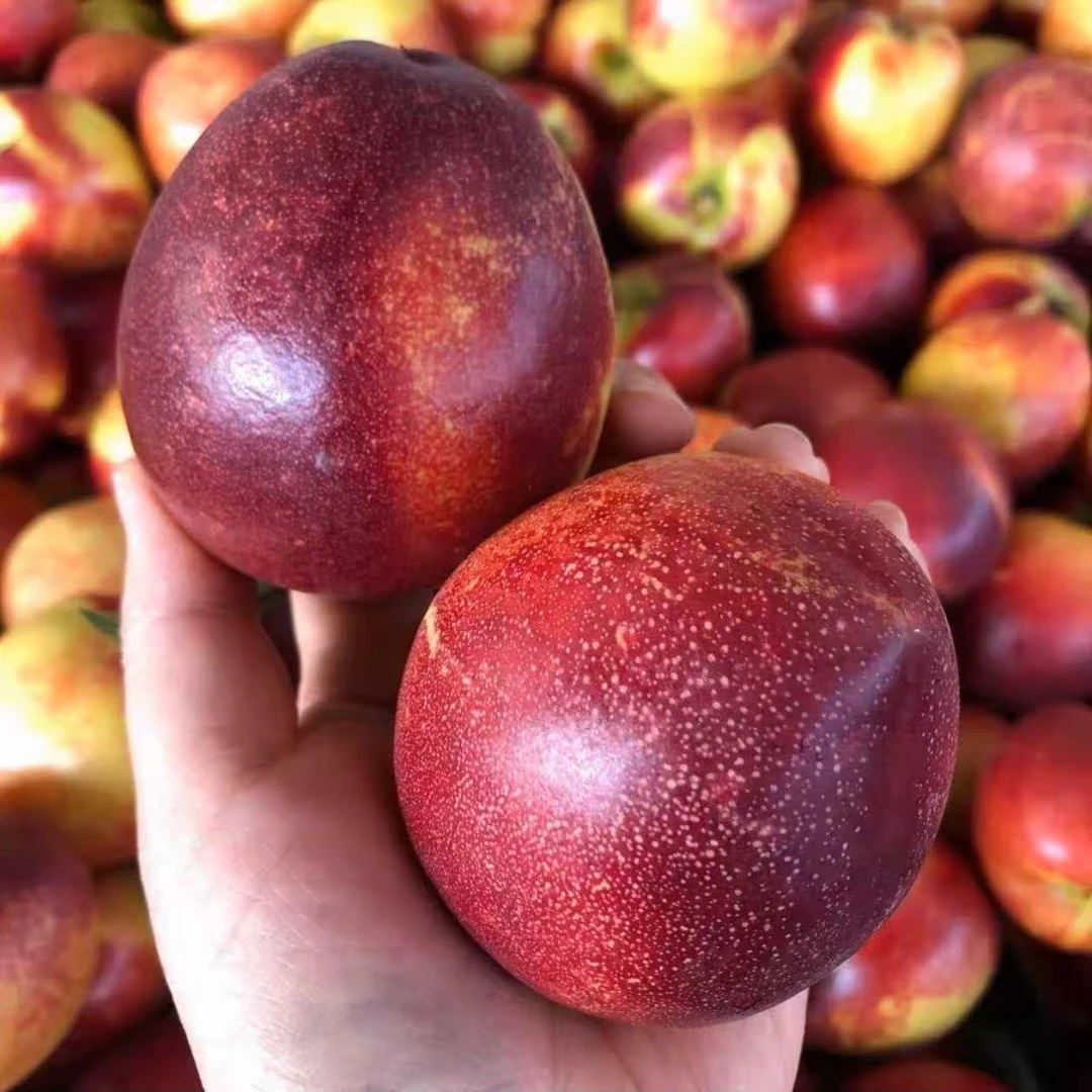 山西新鲜黄心油桃现摘现发新鲜水果甜脆桃子带箱3/5斤