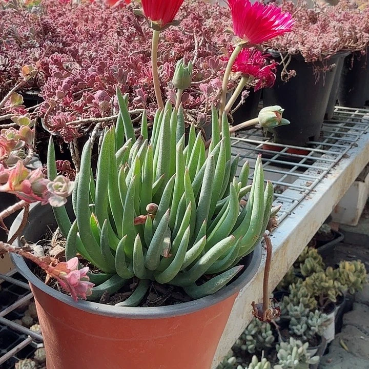 奔龙多肉植物精品