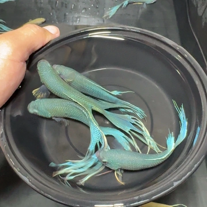 斗鱼直播间对图库存9