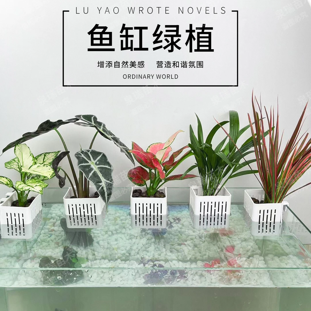 绿植装饰吸盆支架室内红竹子绿植水培花卉室内水养