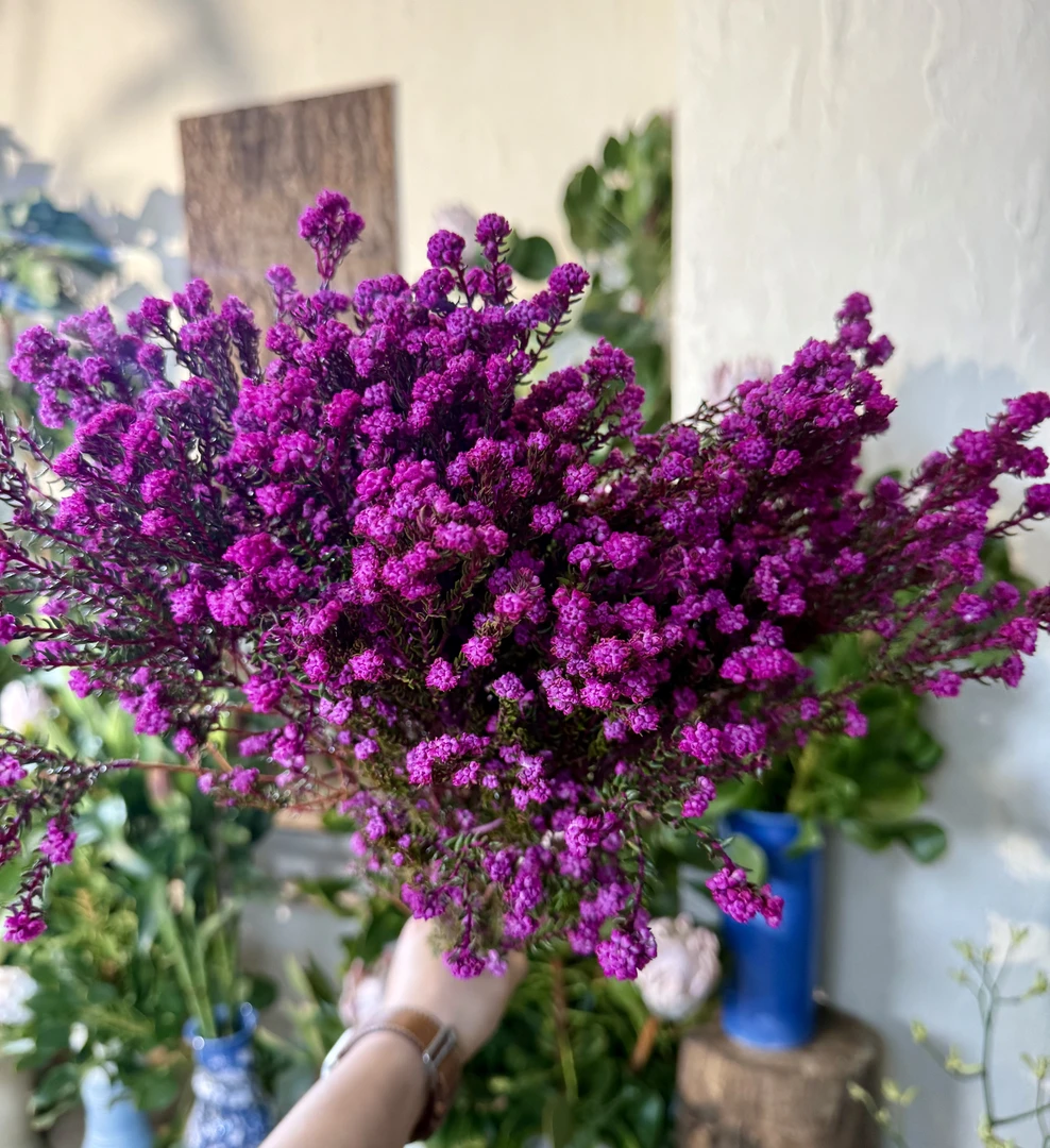 【七礼夫人】进口花材粉色石棉花