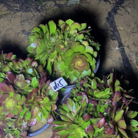 万圣节朵朵缀红玫瑰缀女王缀多肉15多肉