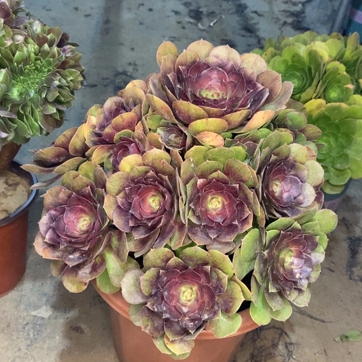 万圣节多肉植物67。
