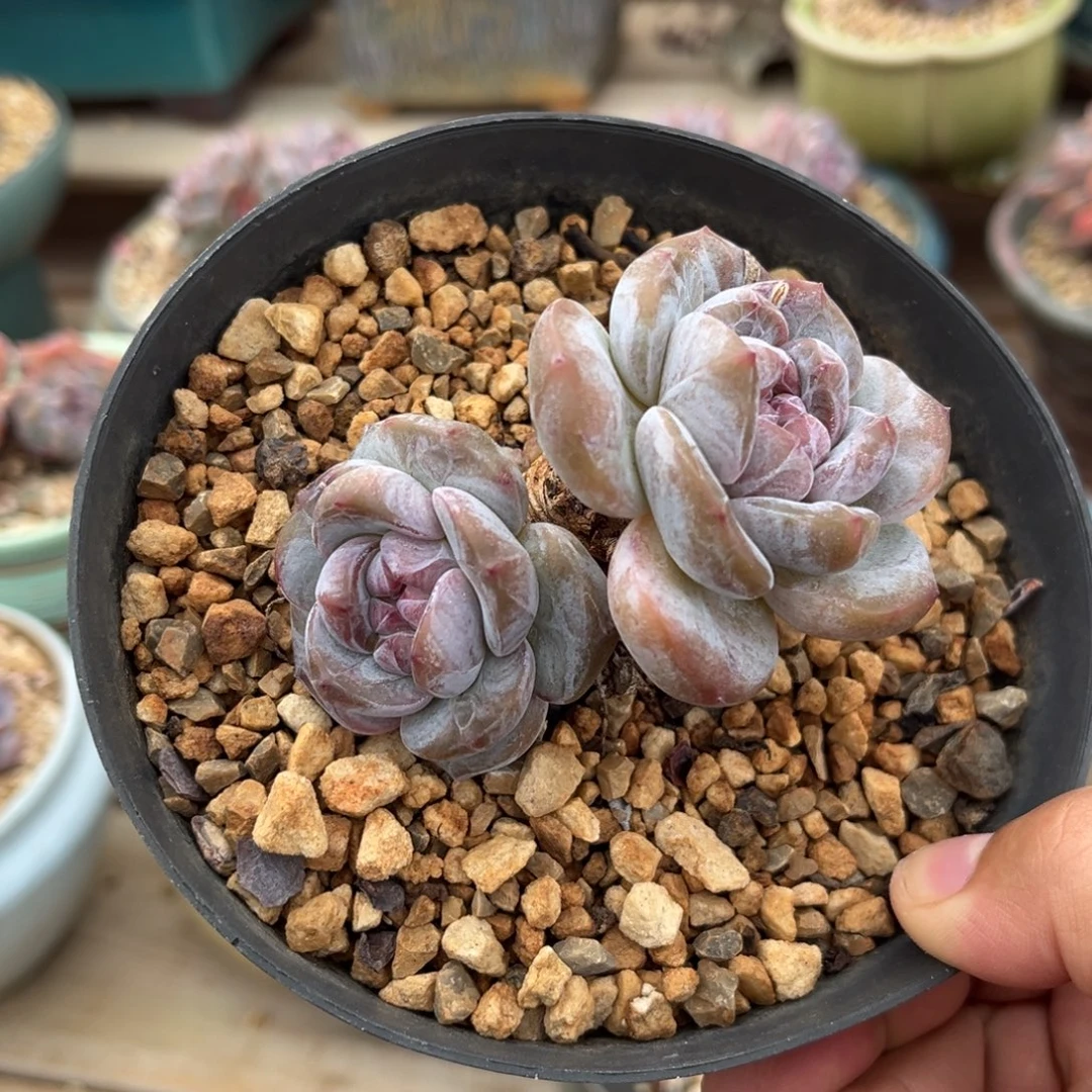 双头福利哈哈哈哈哈哈哈
