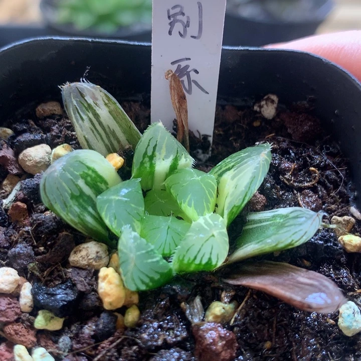 别系玉露锦一物一拍