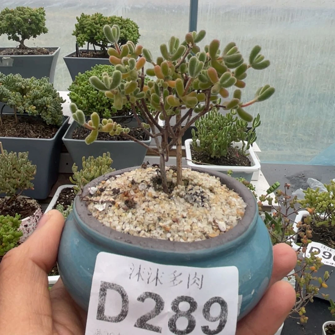 289小星星枝干番杏