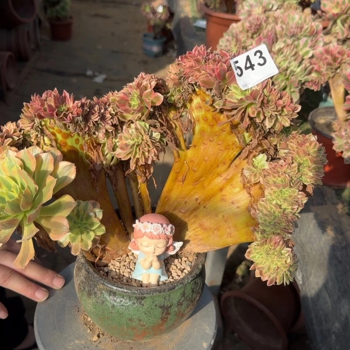 梦幻七彩法师锦543