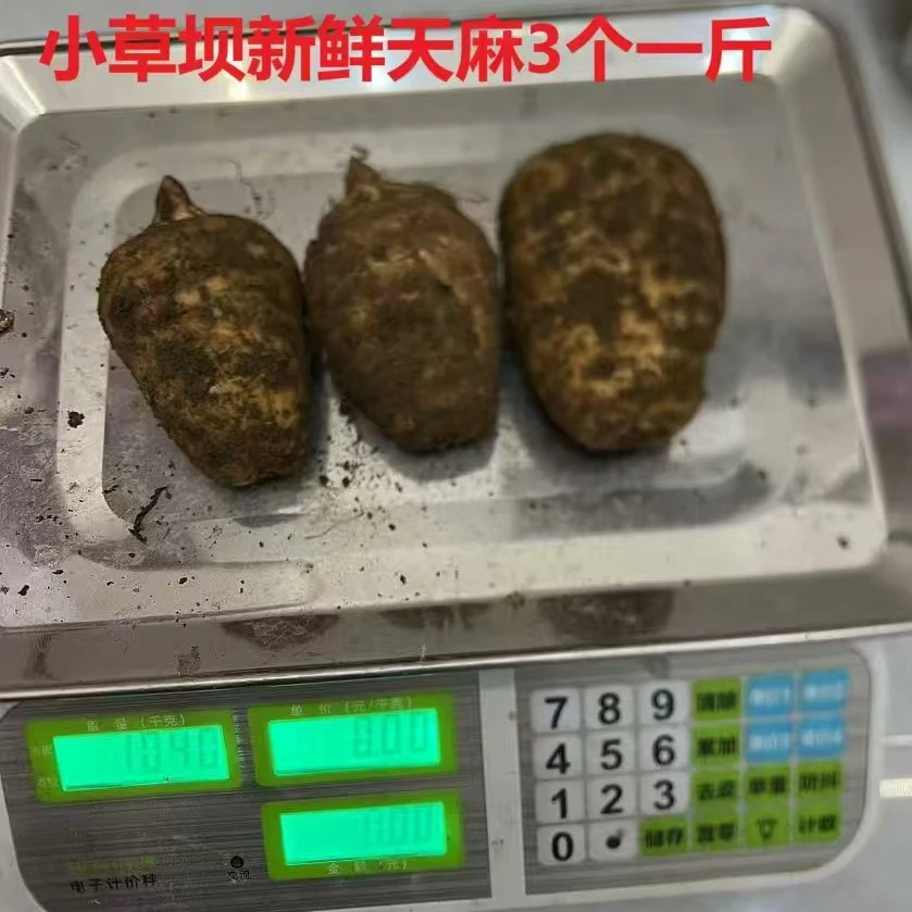 正宗云南昭通小草坝新鲜天麻源头直发可煲汤泡酒炖肉野生种植