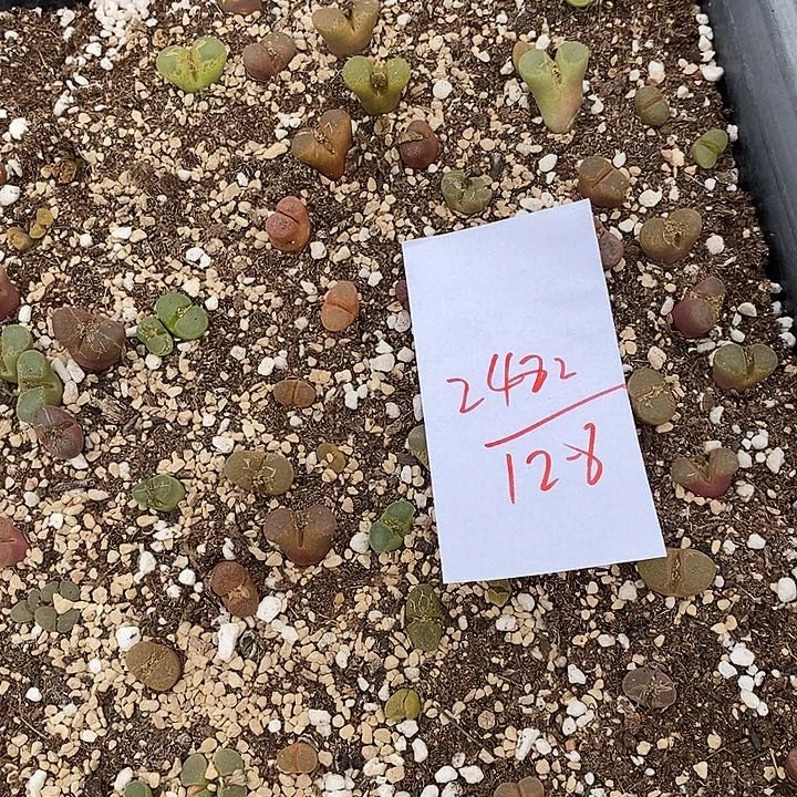 2482清框福利一筐